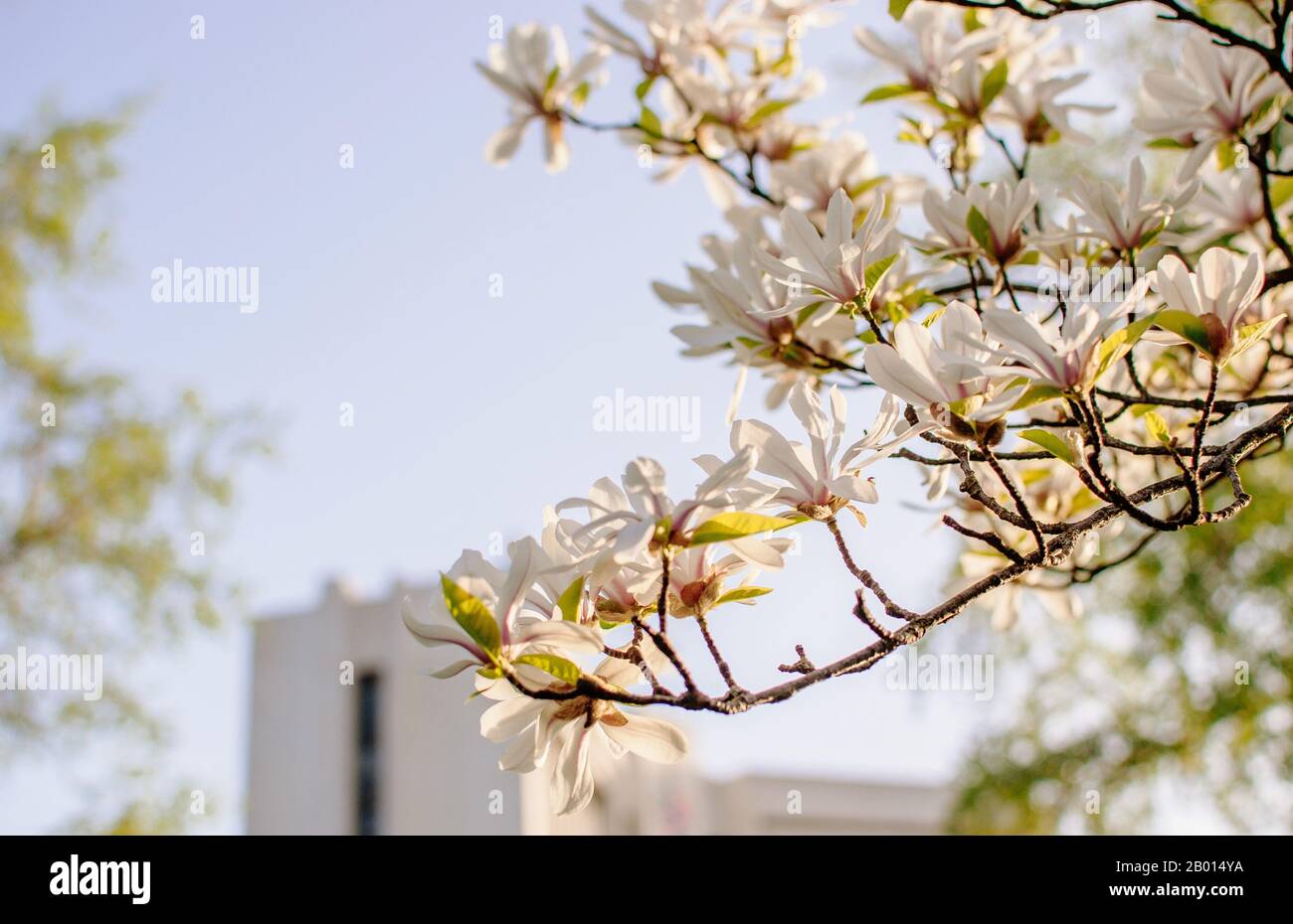 Beautiful Blooming Magnolia Branches With Open Flowers White Chinese Magnolia With Tulip Flowers In Spring Garden Botanical Garden In May Stock Photo Alamy