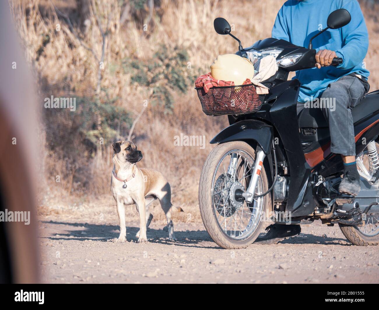 Dog ran after the owner. friendly stray dog run on the road Stock Photo