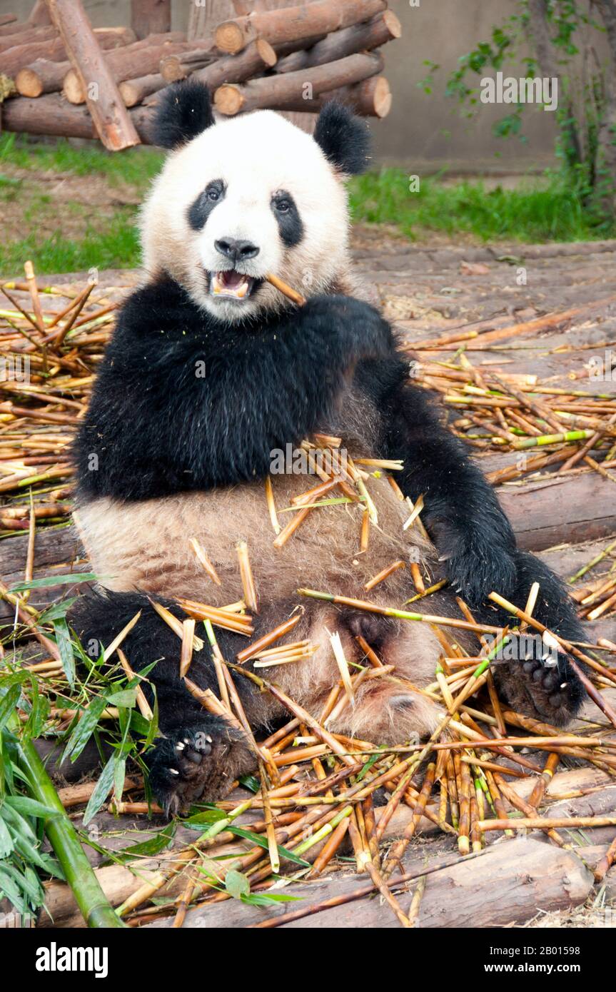 Ailuropoda melanoleuca images hi-res stock photography and images - Alamy