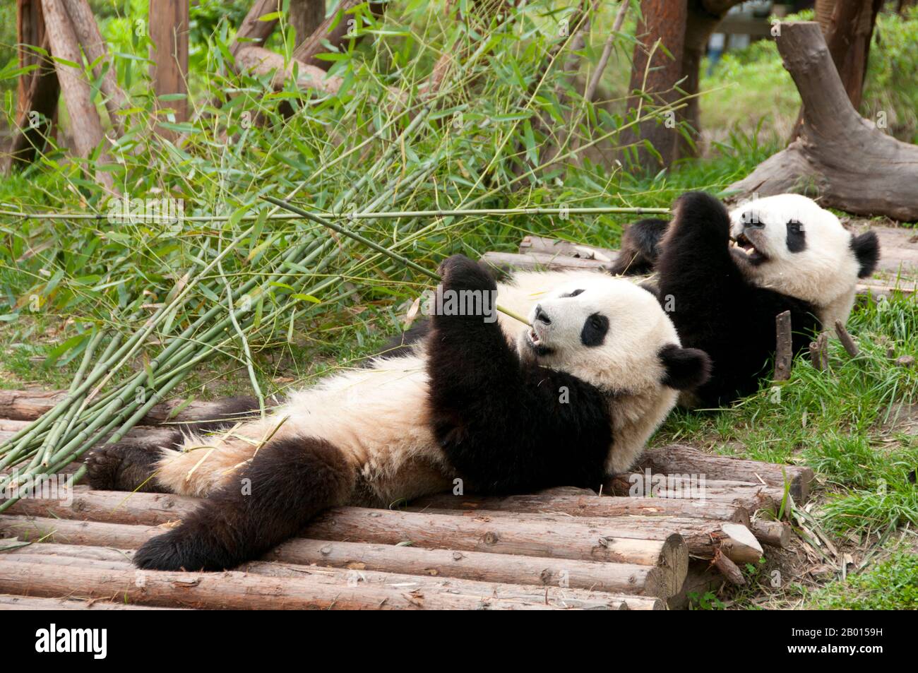 Ailuropoda melanoleuca images hi-res stock photography and images - Alamy