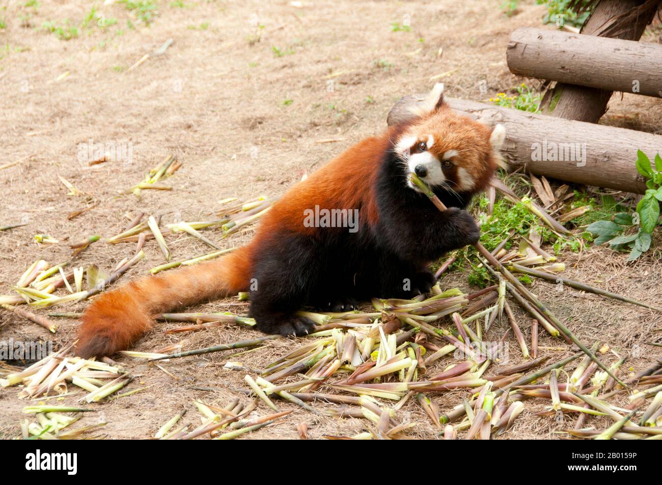 China: Red Panda or Lesser Panda, Giant Panda Breeding Research Base, Chengdu, Sichuan Province.  The red panda (Ailurus fulgens, or shining cat), is a small arboreal mammal native to the eastern Himalayas and southwestern China. It is the only species of the genus Ailurus. Slightly larger than a domestic cat, it has reddish-brown fur, a long, shaggy tail, and a waddling gait due to its shorter front legs. It feeds mainly on bamboo, but is omnivorous and may also eat eggs, birds, insects, and small mammals. It is a solitary animal, mainly active from dusk to dawn. Stock Photo