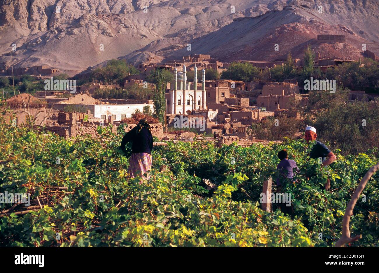 China: Uighur family working in a vineyard in the village of Tuyoq near Turfan, Xinjiang Province.  Tuyoq or Tuyugou is an ancient oasis-village in the Taklamakan desert, 70 km east of Turpan in a lush valley cutting into the Flaming Mountains, with a well preserved Uyghur orientation. It is famous for its seedless grapes and a number of ancient Buddhist meditation caves nearby containing frescos, the best known being the Bezeklik Thousand Buddha Caves. Stock Photo