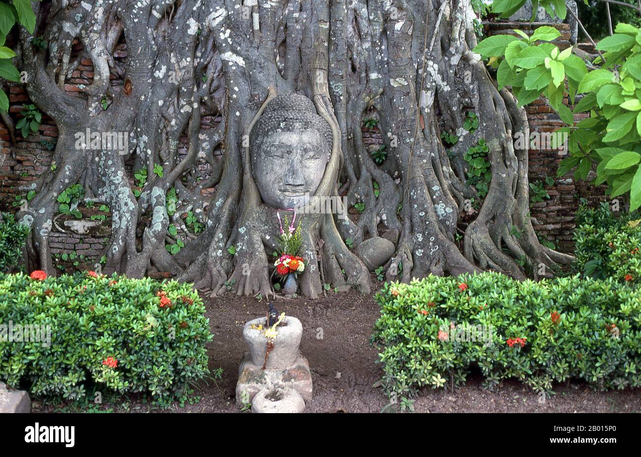 Thailand: Buddha head entwined by the roots of a bodhi tree, Wat Phra Mahathat, Ayutthaya Historical Park.  Wat Phra Mahathat was built during the reign of Borommaracha I (Boromma Rachathirat I) or Khun Luang Pa Ngua (1370- 1388), who was the third king of the Ayutthaya Kingdom.  Ayutthaya (Ayudhya)) was a Siamese kingdom that existed from 1351 to 1767. Ayutthaya was friendly towards foreign traders, including the Chinese, Vietnamese (Annamese), Indians, Japanese and Persians, and later the Portuguese, Spanish, Dutch and French, permitting them to set up villages outside the city walls. Stock Photo