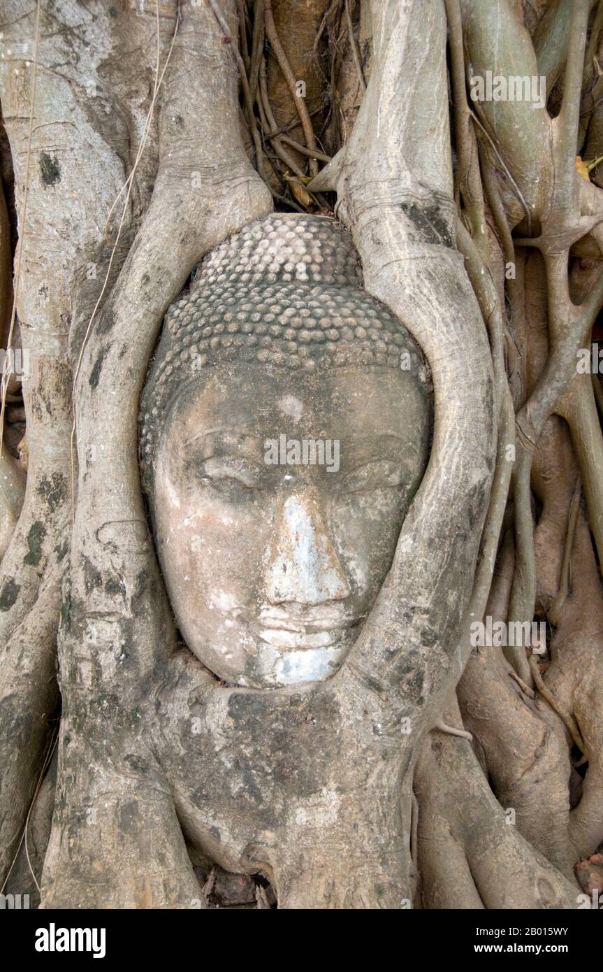 Thailand: Buddha head entwined by the roots of a bodhi tree, Wat Phra Mahathat, Ayutthaya Historical Park.  Wat Phra Mahathat was built during the reign of Borommaracha I (Boromma Rachathirat I) or Khun Luang Pa Ngua (1370-1388), who was the third king of the Ayutthaya Kingdom.  Ayutthaya (Ayudhya) was a Siamese kingdom that existed from 1351 to 1767. Ayutthaya was friendly towards foreign traders, including the Chinese, Vietnamese (Annamese), Indians, Japanese and Persians, and later the Portuguese, Spanish, Dutch and French, permitting them to set up villages outside the city walls. Stock Photo