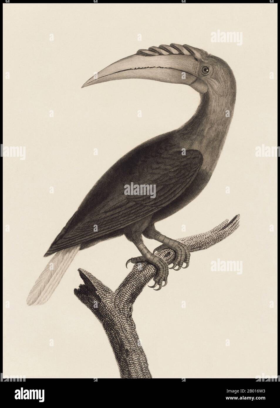 Indonesia: A Papuan Hornbill from the island of Pulau Waigeo, off the coast of the Indonesian province of West Papua. Engraving from 'Atlas du Voyage de La Pérouse' by Jacques-Louis Peree (1769-1832), 1792.  Jean-François de Galaup, Comte de La Pérouse (1741-1788) was a French explorer and naval officer. In 1785, the King of France commissioned La Perouse to head an expedition to explore the Pacific Ocean, to investigate whaling and fur prospects, and to establish French claims in this area. La Pérouse had admired the explorer James Cook, and wanted to continue his work. Stock Photo