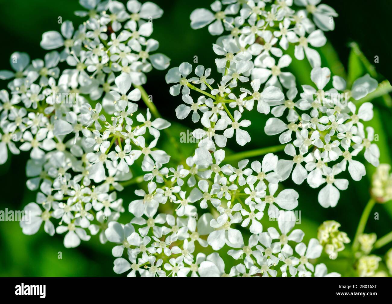Umbel plant hi-res stock photography and images - Alamy