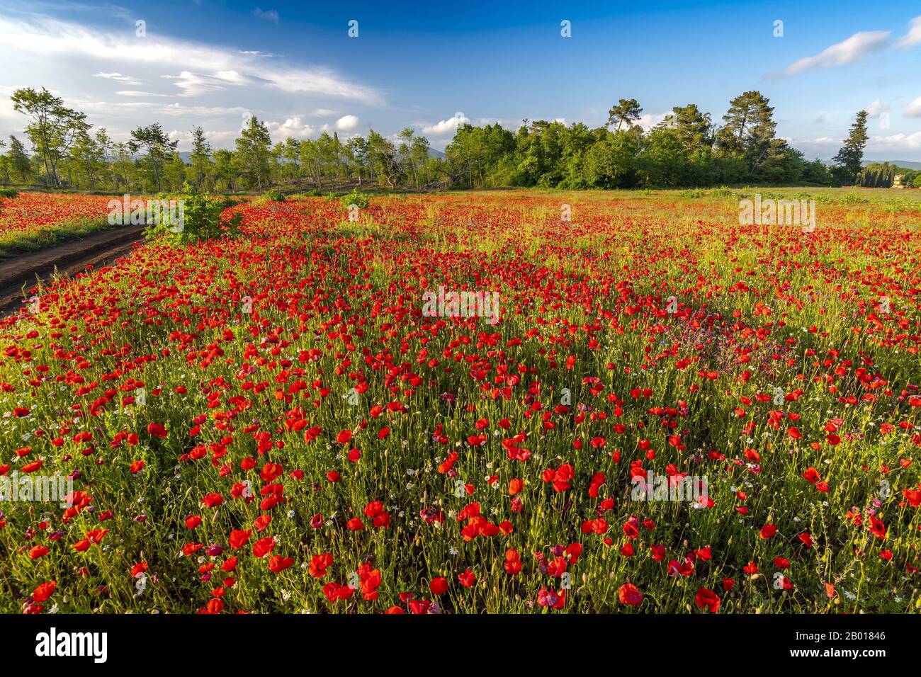 Tuscan countryside with poppies hi-res stock photography and images - Alamy
