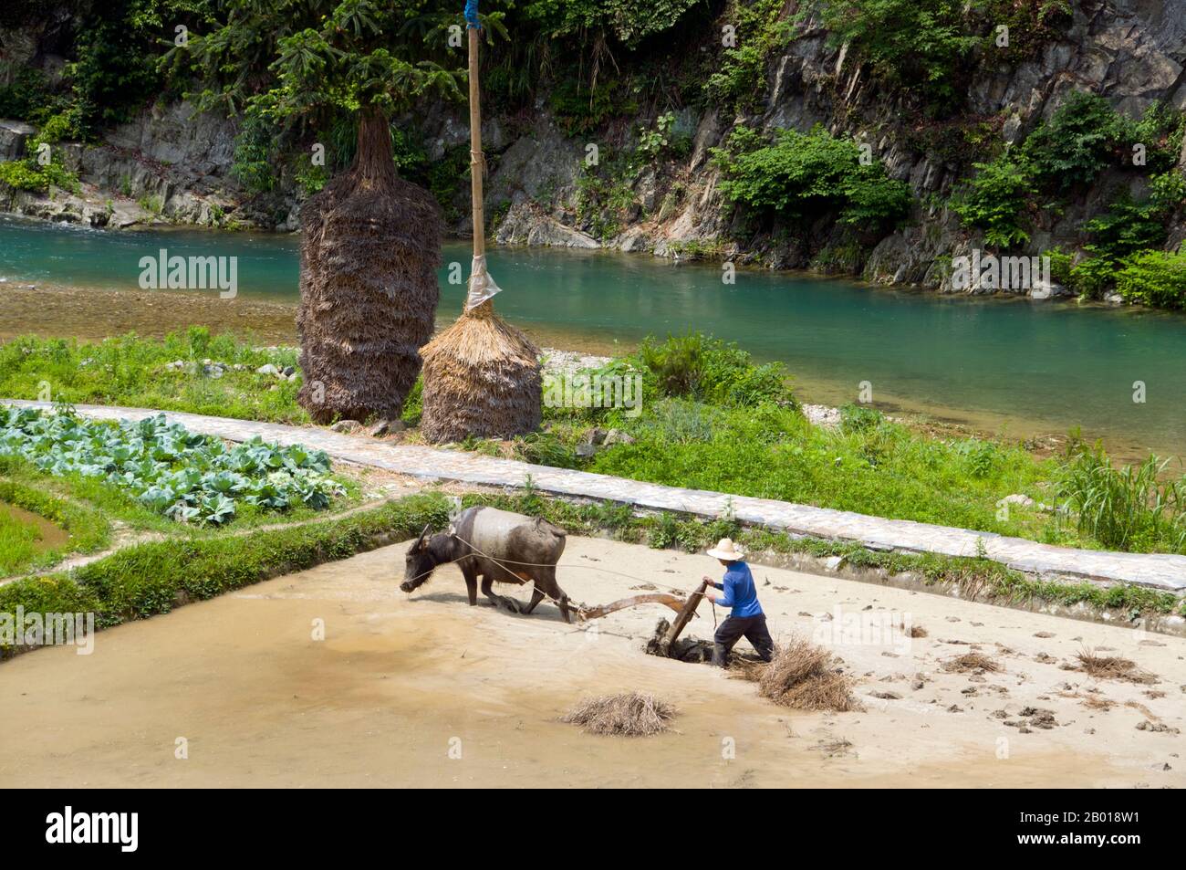China: Miao farmer ploughing rice fields near Langde Shang, southeast ...