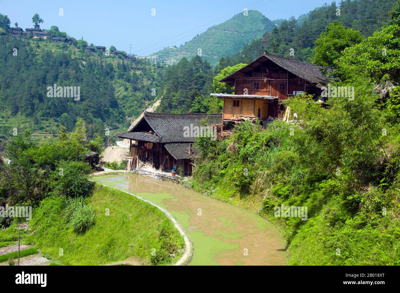 China: The Miao village of Langde Shang, southeast of Kaili, Guizhou Province.  The Miao are a linguistically and culturally related group of people recognized by the government of the People's Republic of China as one of the 55 official minority groups.  Miao is a Chinese term and does not reflect the self-designations of the component sub-groups, which include (with some variant spellings) Hmong, Hmu, A Hmao, and Kho (Qho) Xiong. The Miao live primarily in southern China, in the provinces of Guizhou, Hunan, Yunnan, Sichuan, Guangxi, Hainan, Guangdong, and Hubei. Stock Photo