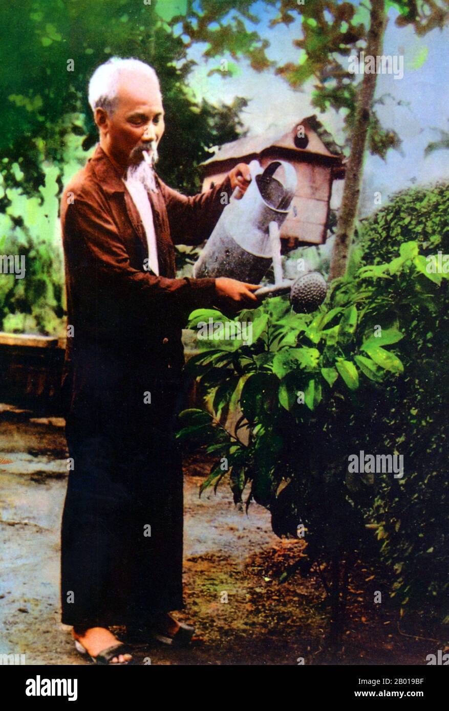 Vietnam: President Ho Chi Minh (19 May 1890 - 3 September 1969) tending his garden in the grounds of the Presidential Palace, Hanoi, c. 1956.  Hồ Chí Minh, born Nguyễn Sinh Cung and also known as Nguyễn Ái Quốc was a Vietnamese Communist revolutionary leader who was prime minister (1946-1955) and president (1945-1969) of the Democratic Republic of Vietnam (North Vietnam). He formed the Democratic Republic of Vietnam and led the Viet Cong during the Vietnam War until his death. Stock Photo