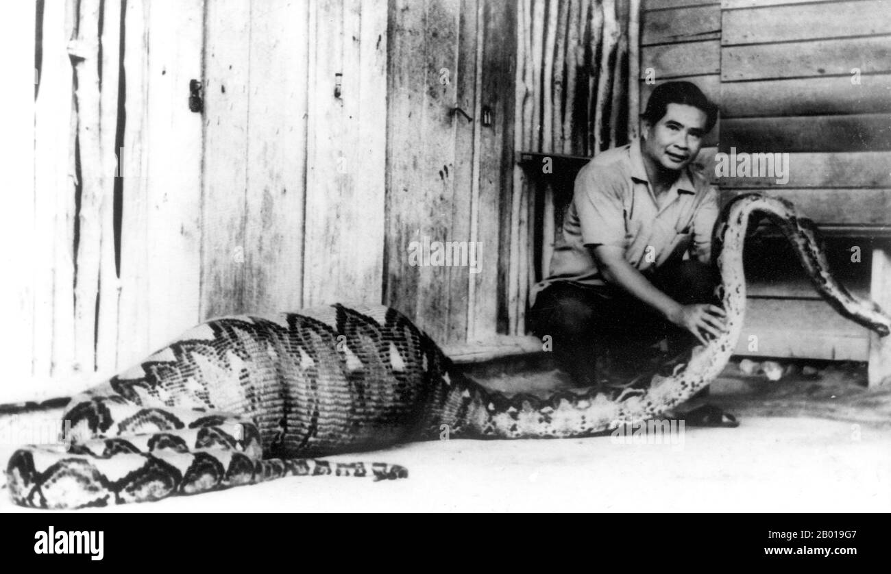 Thailand: Man holding the head of a python that has swallowed a small pig, Phuket Island, 1962.  Phuket, formerly known as Talang and, in Western sources, Junk Ceylon (a corruption of the Malay Tanjung Salang, i.e. 'Cape Salang'), is one of the southern provinces (changwat) of Thailand. Neighbouring provinces are (from north clockwise) Phang Nga and Krabi, but as Phuket is an island there are no land boundaries.  Phuket, which is approximately the size of Singapore, is Thailand’s largest island. The island is connected to mainland Thailand by two bridges. Stock Photo