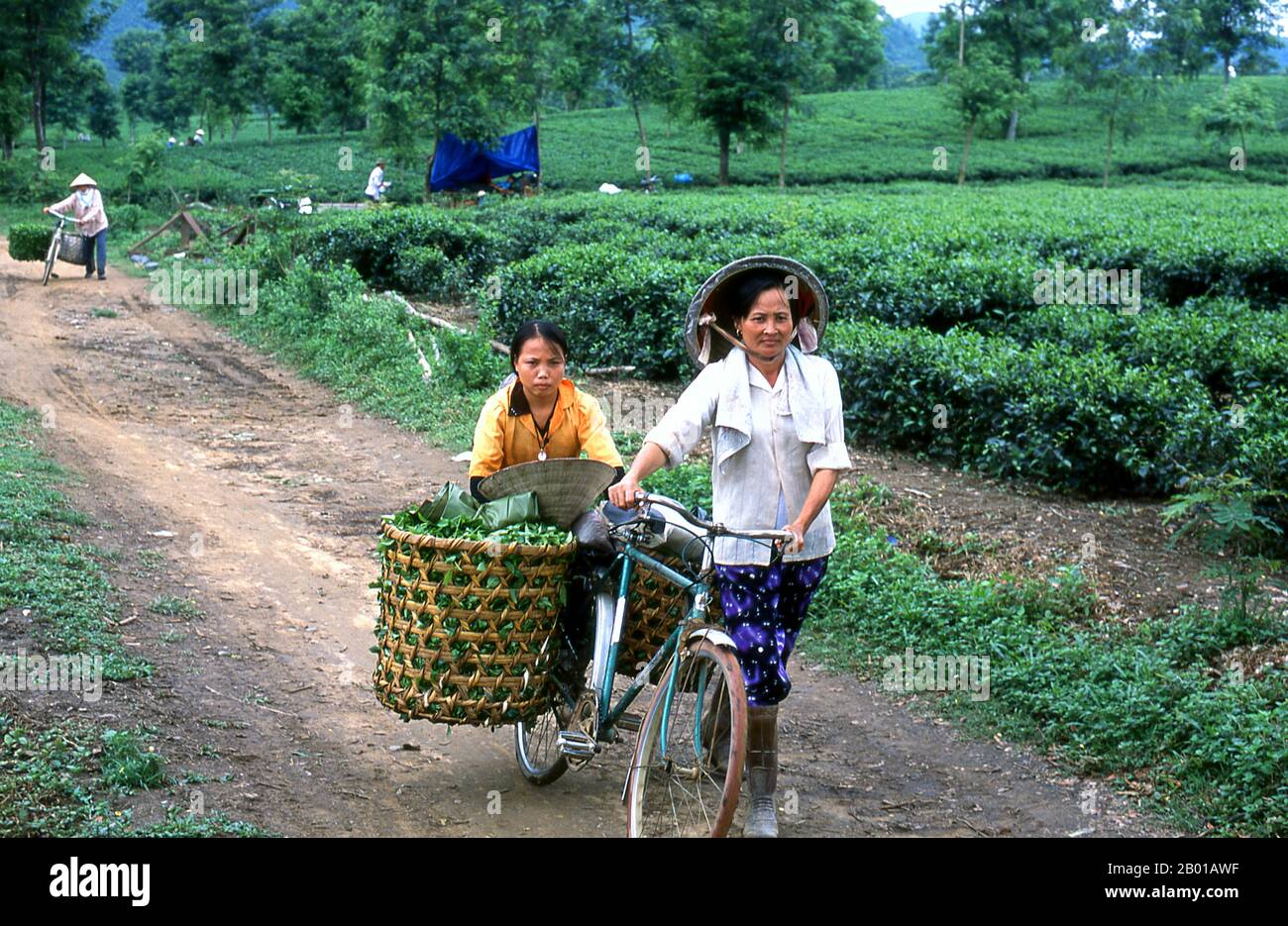 Vietnam: Transporting freshly picked tea leaves, tea plantation near Thanh Son, Phu Tho Province, northwest Vietnam.  According to oral tradition, tea has been grown in China for more than four millennia. The earliest written accounts of tea making, however, date from around 350 CE, when it first became a drink at the imperial court.    Around 800 CE tea seeds were taken to Japan, where regular cultivation was soon established. Just over five centuries later, in 1517, tea was first shipped to Europe by the Portuguese soon after they began their trade with China. Stock Photo