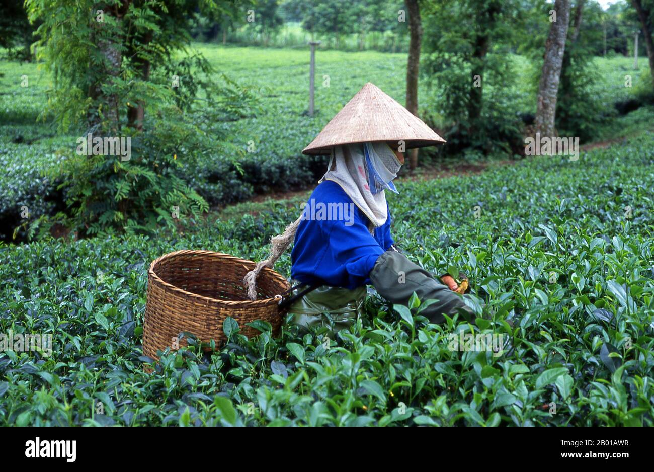 Vietnam: Tea picker at a tea plantation near Thanh Son, Phu Tho Province, northwest Vietnam.  According to oral tradition, tea has been grown in China for more than four millennia. The earliest written accounts of tea making, however, date from around 350 CE, when it first became a drink at the imperial court.    Around 800 CE tea seeds were taken to Japan, where regular cultivation was soon established. Just over five centuries later, in 1517, tea was first shipped to Europe by the Portuguese soon after they began their trade with China. Stock Photo