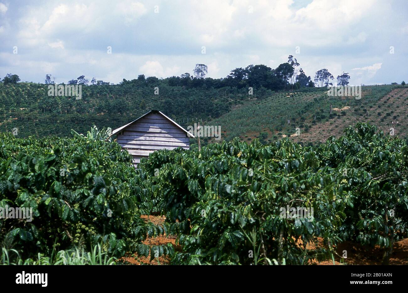 Vietnam: Coffee plantations, Dak Song, near Buon Ma Thuot, Central Highlands.  Four centuries ago coffee was all but unknown beyond the Horn of Africa and Southern Arabia, the area from which a small, berry-bearing tree, known to science as coffee arabica, first sprang. The unassuming plant which plays so important a part in our lives today, is thought to be indigenous to the Kaffa region of highland Ethipia -- from which the name 'coffee' may originate; others argue that it derives from its Arabic name qahwa. Stock Photo