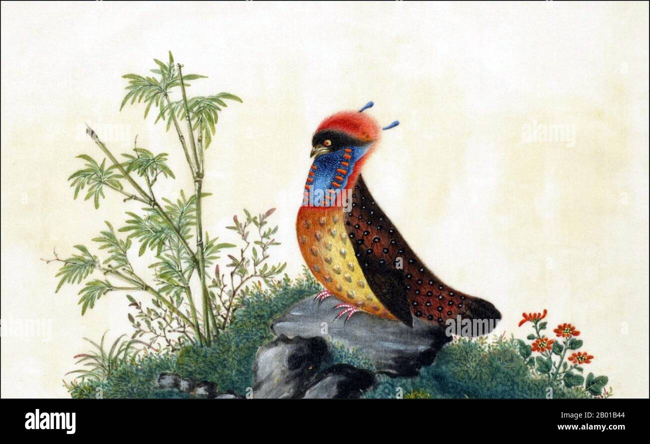 China: Satyr Tragopan. Watercolour painting from a gouache album of various Chinese birds, 19th century.  The satyr tragopan (Tragopan satyra), also known as the crimson horned pheasant, is a Himalayan pheasant found in India, Bhutan, Nepal and Tibet. During mating season, males grow blue horns and a gular wattle. When ready to display, they hide behind a rock and inflate their horns, and when females pass by they perform an elaborate display in front of them, stretching to their full height to show off all their ornaments. Stock Photo
