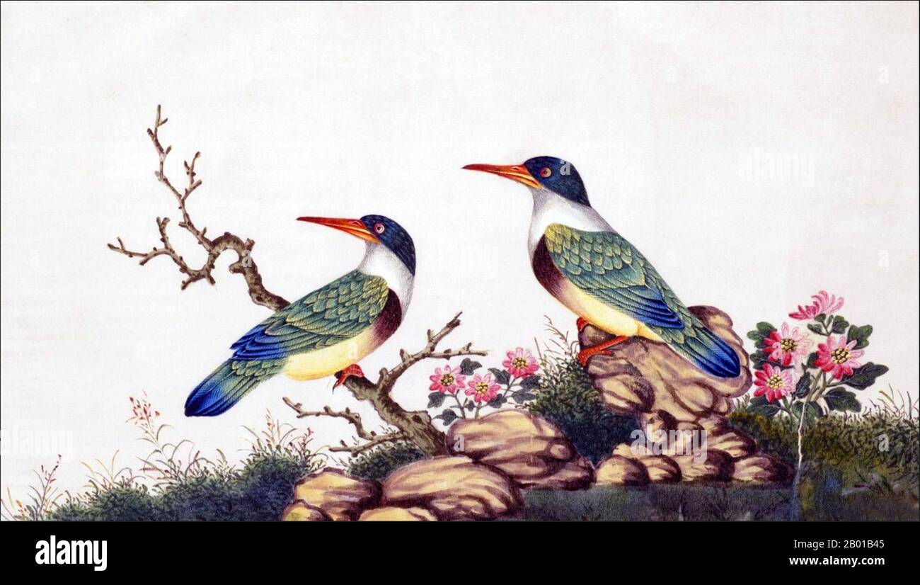China: Black-capped Kingfisher. Watercolour painting from a gouache album of various Chinese birds, 19th century.  The black-capped kingfisher (Halcyon pileata) is a tree Kingfisher found throughout tropical Asia, from India to China, Korea and Southeast Asia. It was much sought after for its blue feathers, especially in China where they used to make fans and women's ornaments. Stock Photo