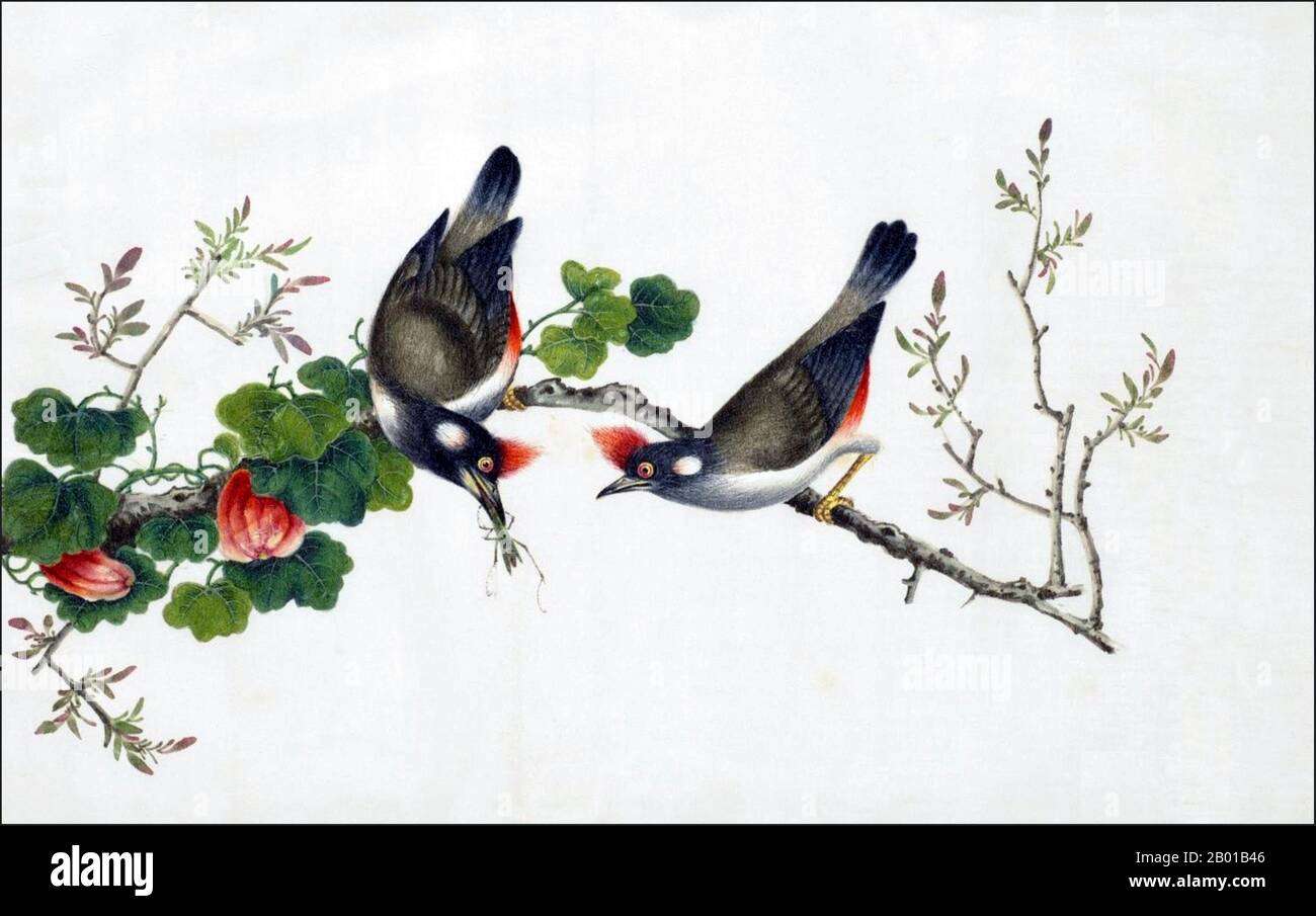 China: Red-whiskered Bulbul. Watercolour painting from a gouache album of various Chinese birds, 19th century.  The red-whiskered bulbul (Pycnonotus jocosus), or crested bulbul, is a passerine bird and frugivore found across tropical Asia. It has since been introduced to other tropical areas in the world, such as Australia, Hawaii and the United States. Stock Photo