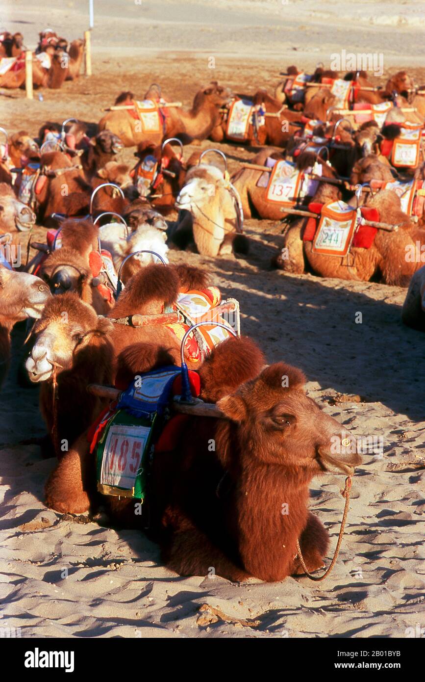 China Camels Rest At The Singing Sand Dunes Of Mingsha Shan Mingsha china-camels-rest-at-the-singing-sand-dunes-of-mingsha-shan-mingsha