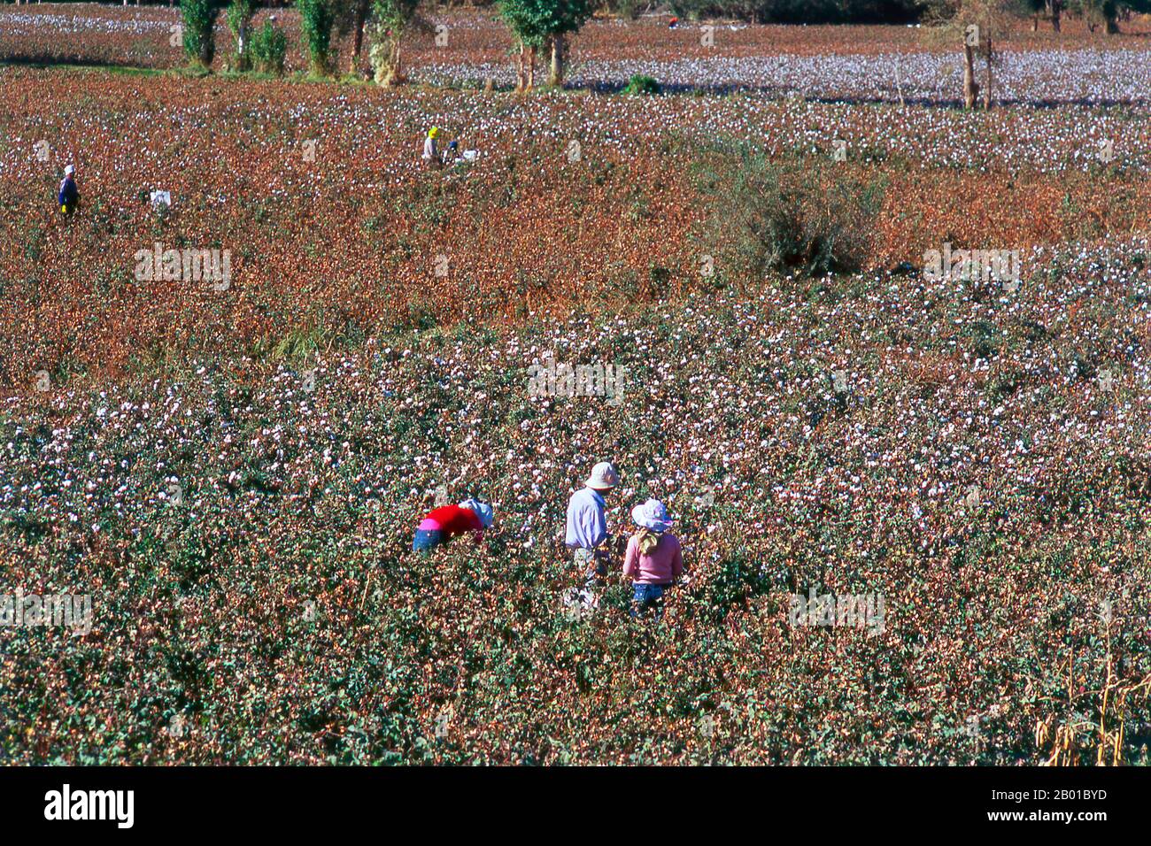 Cotton was independently domesticated in the Old and New Worlds. It was first cultivated in the