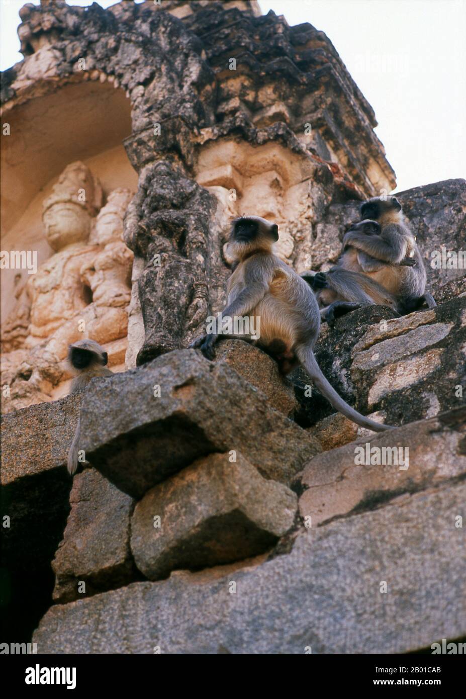 India: Gray langurs (also known as Hanuman langurs) at Virupaksha Temple, Hampi, Karnataka State.  Gray langurs or Hanuman langurs are the most widespread langurs of South Asia.  The Virupaksha Temple (also known as the Pampapathi Temple) is Hampi's main centre of pilgrimage. It is fully intact among the surrounding ruins and is still used in worship. The temple is dedicated to Lord Shiva, known here as Virupaksha, as the consort of the local goddess Pampa who is associated with the Tungabhadra River. Stock Photo
