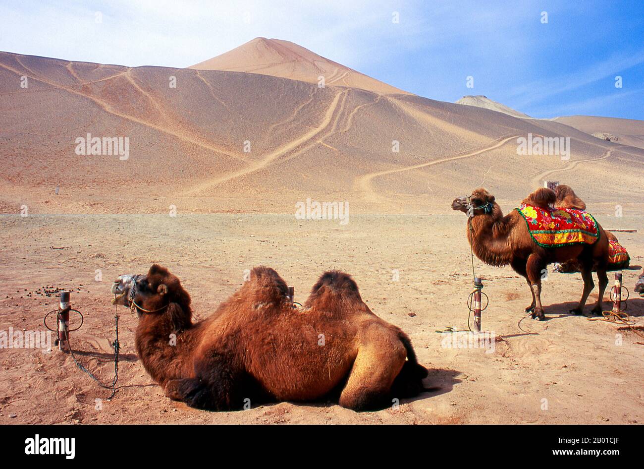 China: Camels in the desert near the Bezeklik Caves, Turpan, Xinjiang Province.  The Bactrian camel (Camelus bactrianus) is a large even-toed ungulate native to the steppes of central Asia. It is presently restricted in the wild to remote regions of the Gobi and Taklimakan Deserts of Mongolia and Xinjiang, China. The Bactrian camel has two humps on its back, in contrast to the single-humped Dromedary camel.  The Bezeklik Thousand Buddha Caves (Bozikeli Qian Fo Dong) are complex of Buddhist cave grottos dating from the 5th to the 9th centuries. There are 77 rock-cut caves at the site. Stock Photo