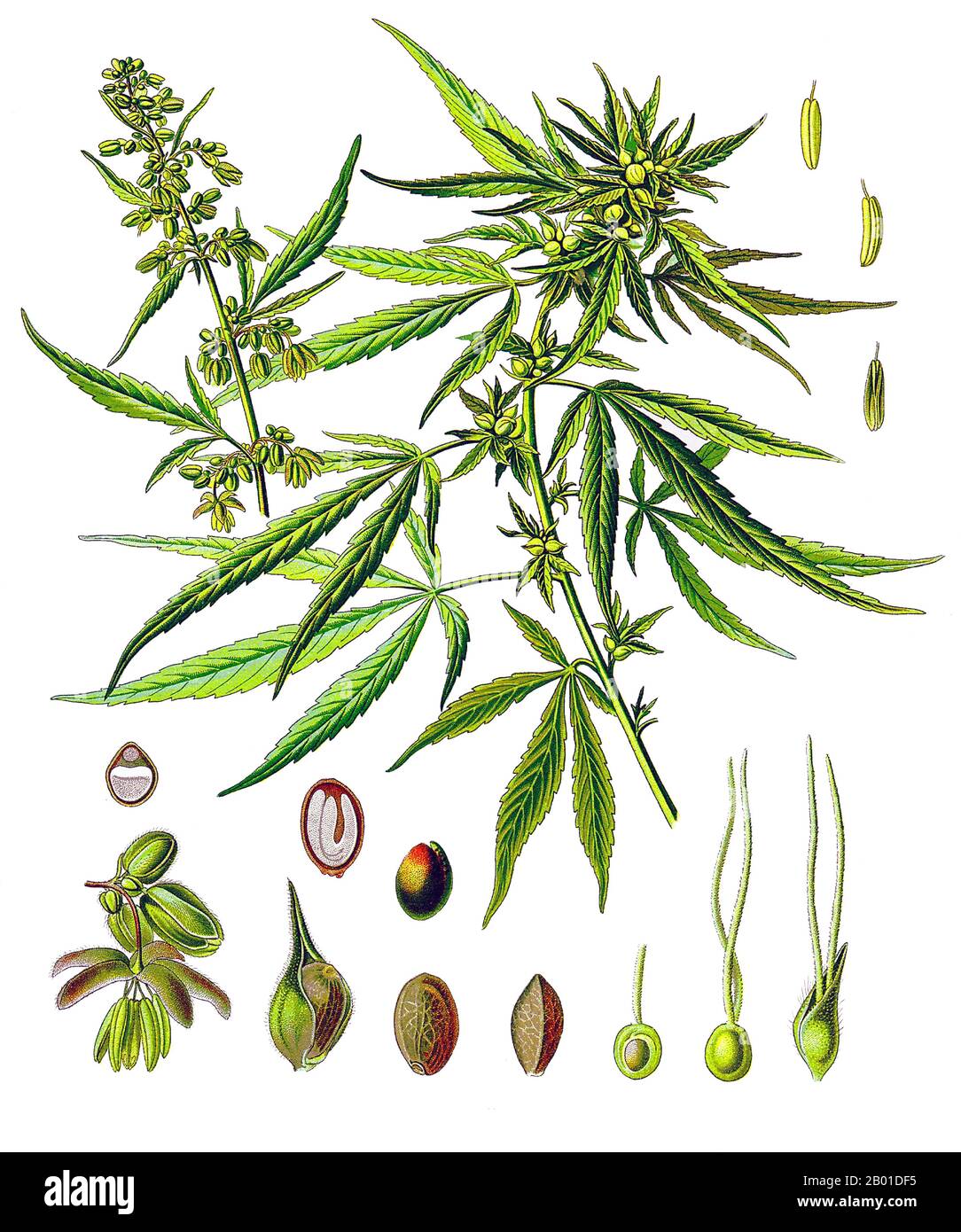 Central Asia/South Asia: Cannabis or Common Hemp in a 19th century botanical painting. Illustration by Walther Otto Muller (1833-1887) for Kohler's 'Medizinal-Pflanzen', 1887.  Cannabis is a genus of flowering plants that includes three putative species, Cannabis sativa, Cannabis indica, and Cannabis ruderalis. These three taxa are indigenous to Central Asia, and South Asia.  Cannabis has long been used for fibre (hemp), for seed and seed oils, for medicinal purposes and as a recreational drug. Industrial hemp products are made from Cannabis plants selected to produce an abundance of fibre. Stock Photo