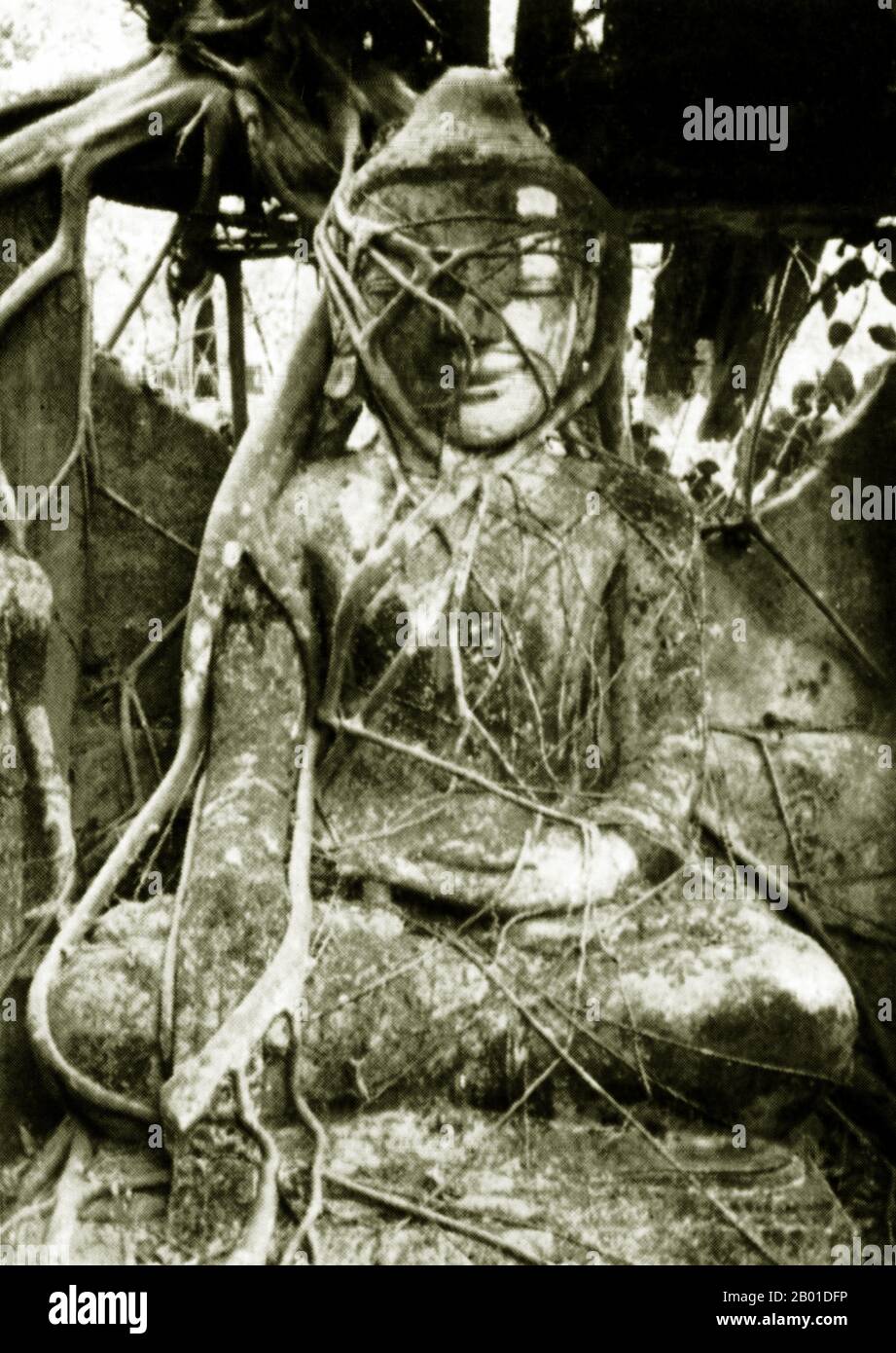 Burma: An image of the Buddha entwined with vines, Thaton, Burma, c. 1892-1896.  Legend attributes the first Buddhist doctrine in Burma to 228 BCE when Sonna and Uttara, two ambassadors of the Emperor Ashoka the Great of India, came to the country with sacred texts. However, the golden era of Buddhism truly began in the 11th century after King Anawrahta of Pagan (Bagan) was converted to Theravada Buddhism. Today, 89% of the population of Burma is Theravada Buddhist. Stock Photo