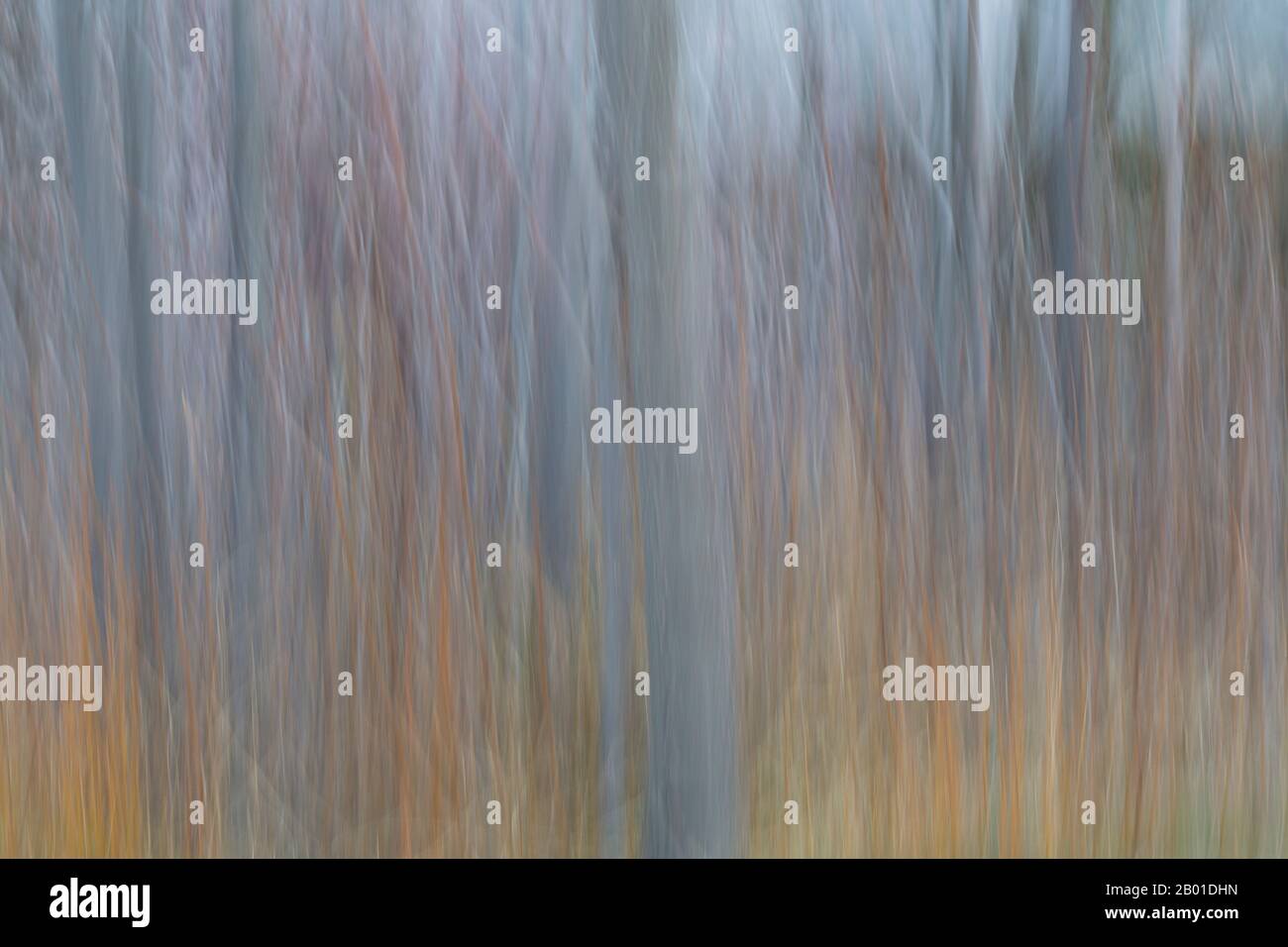 abstract silver birch tree trunks impressions at Andalucia, Spain in February - ICM intentional camera movement Stock Photo