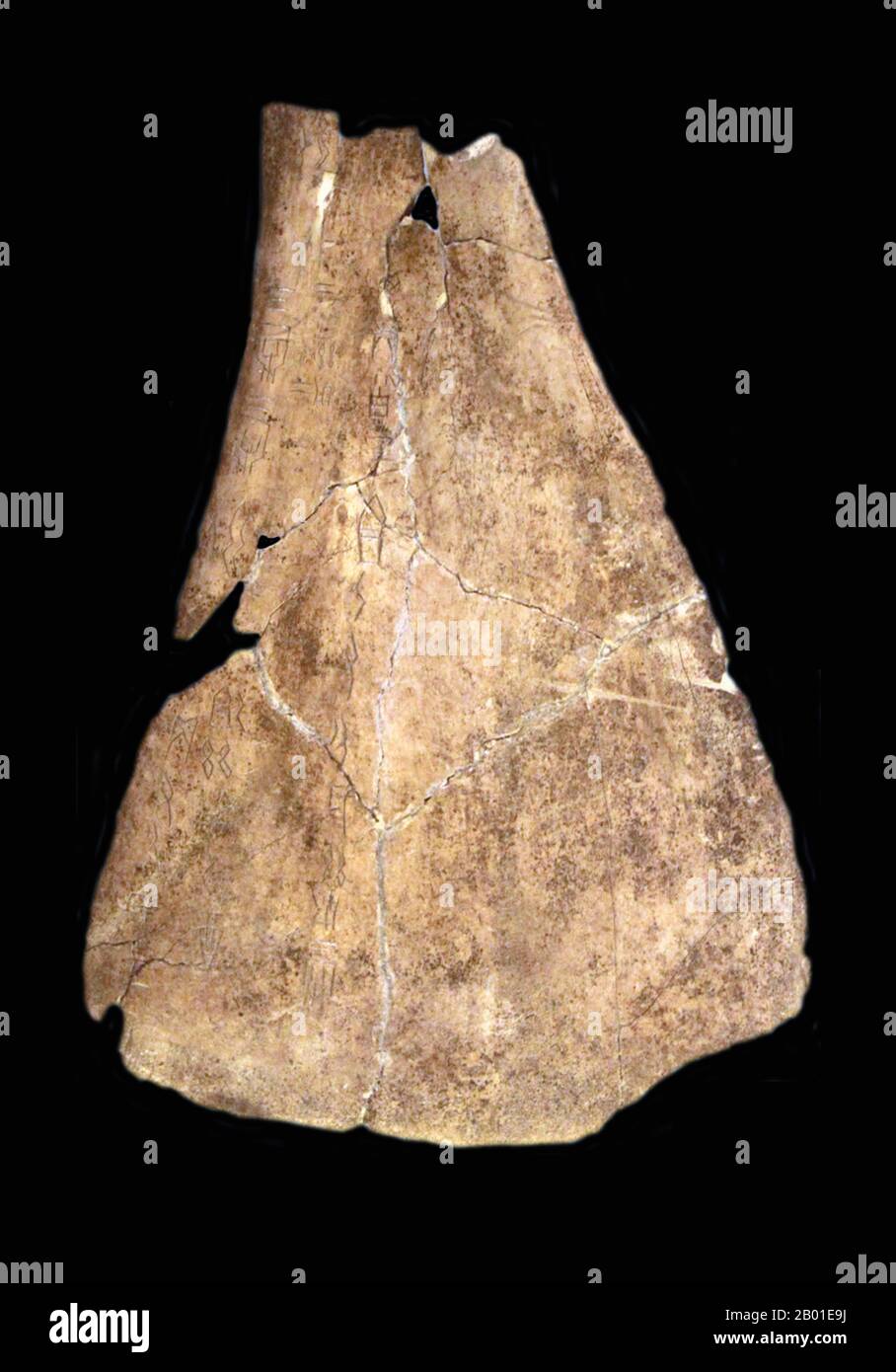 China: An ox scapula oracle bone divining future good or bad fortune. Xiaotun, Anyang County, Henan Province, c. 1300-1050 BCE.  Oracle bone inscriptions (Chinese: 甲骨; pinyin: jiǎgǔ) are the ancient Chinese characters carved on animal scapulas (shoulder blades) or turtle plastron (underside).  The oracle bone inscriptions were mainly used for divination and keeping records of events that happened in the late Shang Dynasty (c. 1300-1050 BCE). Stock Photo