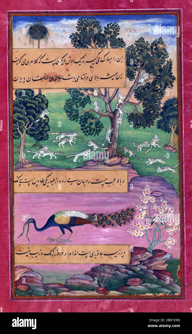 India: Animals of Hindustan - monkeys, rodents and a peacock. Miniature painting from the Baburnama, late 16th century.  Bāburnāma (literally: 'Book of Babur' or 'Letters of Babur'; alternatively known as Tuzk-e Babri) is the name given to the memoirs of Ẓahīr ud-Dīn Muḥammad Bābur (1483-1530), founder of the Mughal Empire and a great-great-great-grandson of Timur. It is an autobiographical work, originally written in the Chagatai language, known to Babur as 'Turki' (meaning Turkic), the spoken language of the Andijan-Timurids. Stock Photo