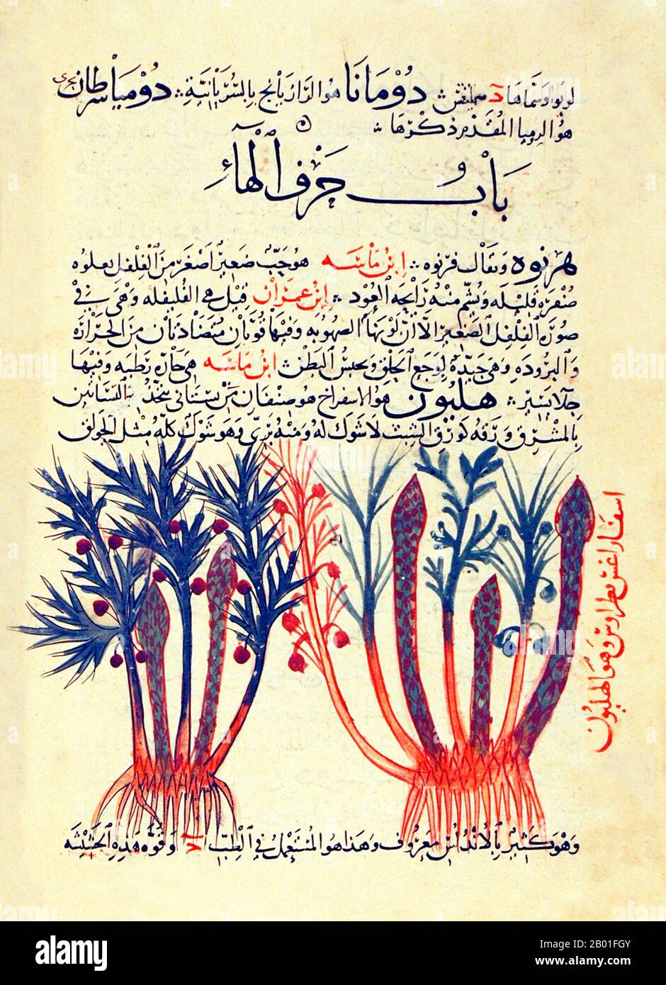 Spain/Andalusia: Two types of asparagus. Illuminated Arabic folio from Abu Ja 'far al-Ghafiqi's 'Herbal', c. 12th century.  Al-Ghafiqi, according to a thirteenth-century historian of Arab medicine, was the greatest savant of medicinal plants, their names and their properties, and his work had no equal in this field. This view was later confirmed by Max Meyerhof (d. 1945), the eminent historian of Islamic medicine, who stated that al-Ghafiqi was undoubtedly the greatest botanist and pharmacologist of the Islamic period. He hailed from Ghafiq, near Cordoba on the southern Iberian peninsula. Stock Photo