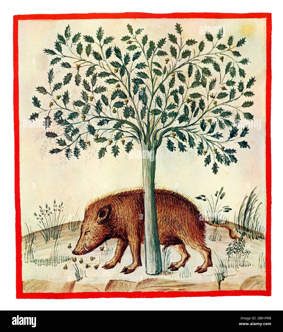 Iraq/Italy: Acorns (Glandes). Illustration from Ibn Butlan's Taqwim al-sihha or 'Maintenance of Health' (Baghdad, 11th century), published in Italy as the Tacuinum Sanitatis, 14th century.  The Tacuinum (sometimes Taccuinum) Sanitatis is a medieval handbook on health and well being, based on the Taqwim al‑sihha تقويم الصحة ('Maintenance of Health'), an eleventh-century Arab medical treatise by Ibn Butlan of Baghdad.  Ibn Butlân was a Christian physician born in Baghdad and who died in 1068. Stock Photo