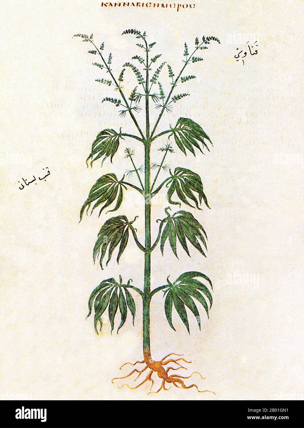 Greece/Byzantium/Turkey: An illustration of common hemp (Cannabis sativa) from the Codex Vienna Dioscorides, 512 CE.  According to the accompanying description on page 168 recto, the plant is used as raw material for ropes, their fruits helps with ear problems. The Arabic text at left appears to read qinnab bustani قنب بستاني or 'garden hemp'.  The Vienna Dioscurides or Vienna Dioscorides is an early 6th century illuminated manuscript of De Materia Medica by Dioscorides in Greek. It is an important and rare example of a late antique scientific text. Stock Photo