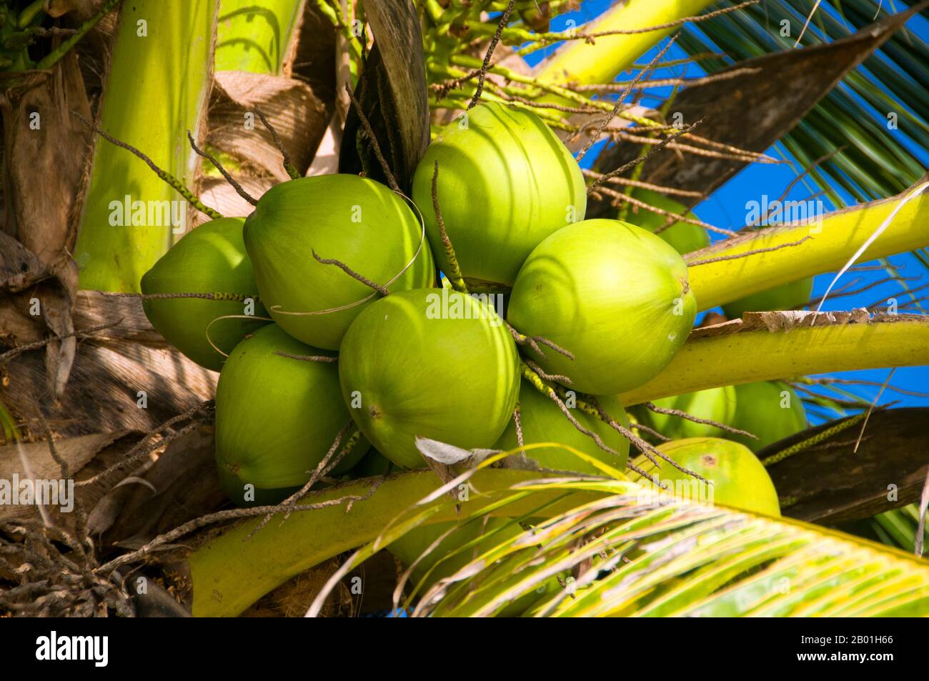 Thailand: Ripe coconuts, Ao Taling Ngam, Ko Samui. The coconut palm, or ...