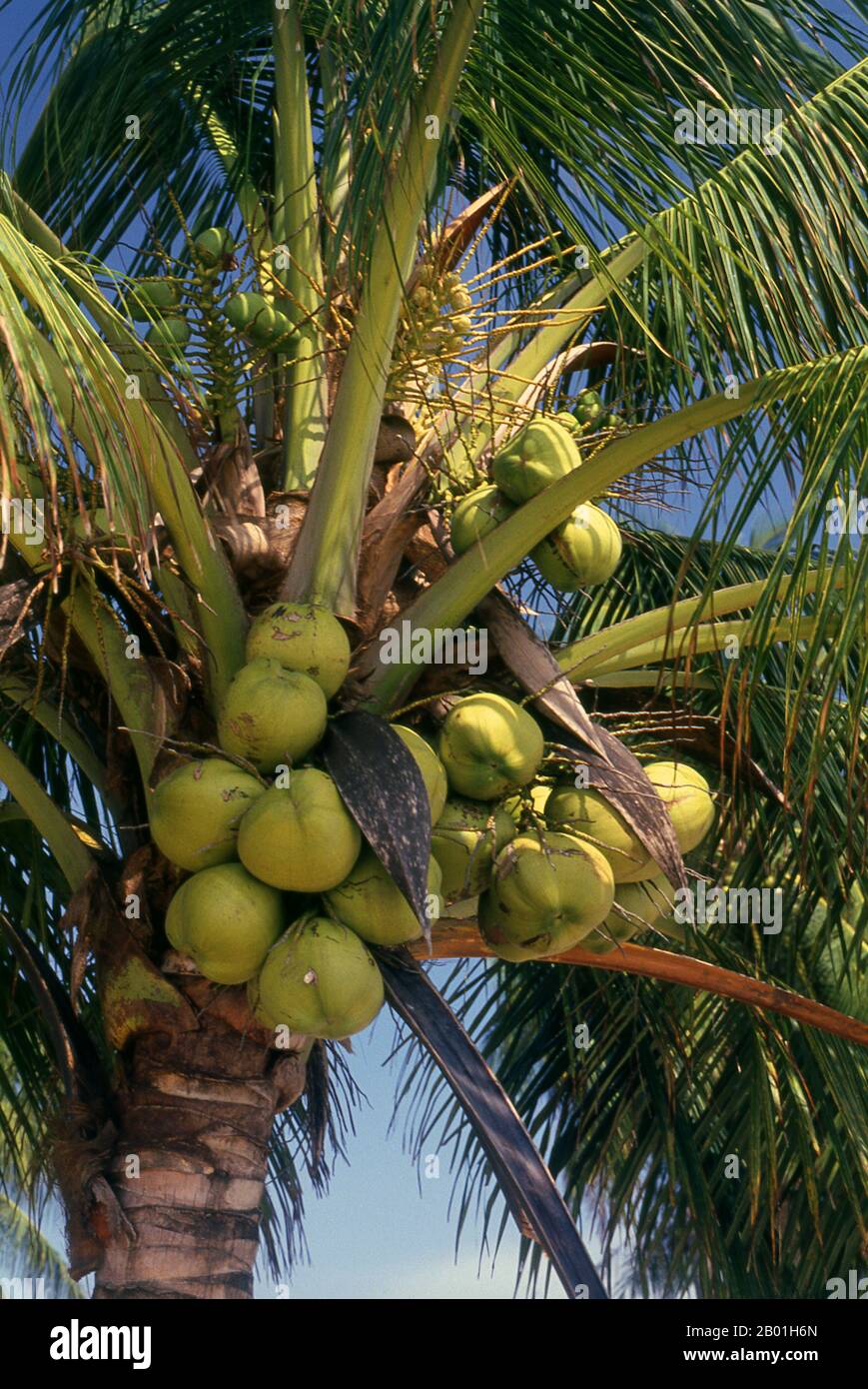 Thailand: Ripening coconuts, Andaman Sea coast.  The coconut palm, or Cocos nucifera, is valued not just for its beauty, but also as a lucrative cash crop. Cultivated throughout the South Seas and Indian Ocean regions, it provides food, drink, shelter, transport, fuel, medicine, and even clothing for millions of people.  The coconut palm lives for around 60 years, and produces around 70-80 nuts annually. The trees are sometimes 40-50 metres (130-160 feet) high. Stock Photo