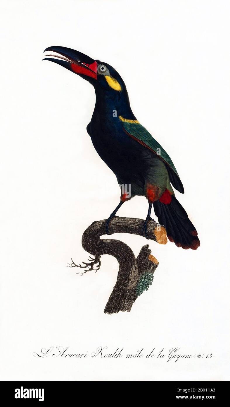 South & Central America: Guianan Toucanet. Painting from 'Natural History of Birds of Paradise and Rollers, Toucans and Barbus' by Jacques Barraband (1767-1809), 1806.  The Guianan toucanet, also known as the Guyana toucanet, is a near-passerine bird from the toucan family, found in Brazil, Guyana, Suriname, French Guiana and Venezuela.  The toucan is a colourful, gregarious forest bird found from Mexico to Argentina, known for its enormous and colorful bill. In Central and South America, the Toucan is associated with evil spirits, and can be the incarnation of a demon. Stock Photo