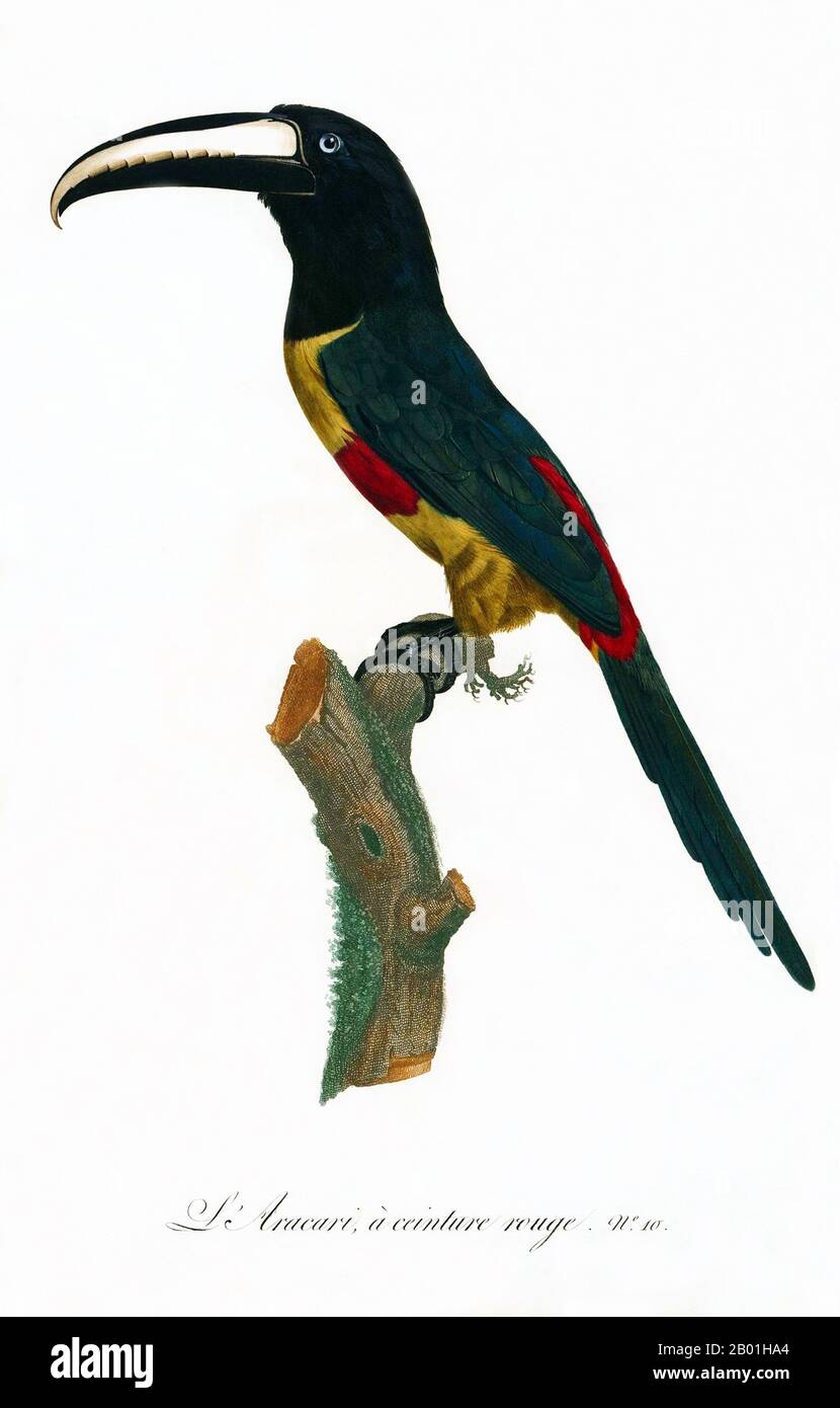 South & Central America: Pale-Mandibled Aracari. Painting from 'Natural History of Birds of Paradise and Rollers, Toucans and Barbus' by Jacques Barraband (1767-1809), 1806.  The pale-mandibled aracari, also called pale-billed and red-rumped, is a near-passerine bird from the toucan family, found in Peru and Ecuador.  The toucan is a colourful, gregarious forest bird found from Mexico to Argentina, known for its enormous and colorful bill. In Central and South America, the Toucan is associated with evil spirits, and can be the incarnation of a demon. But the Toucan can also be a tribal totem. Stock Photo