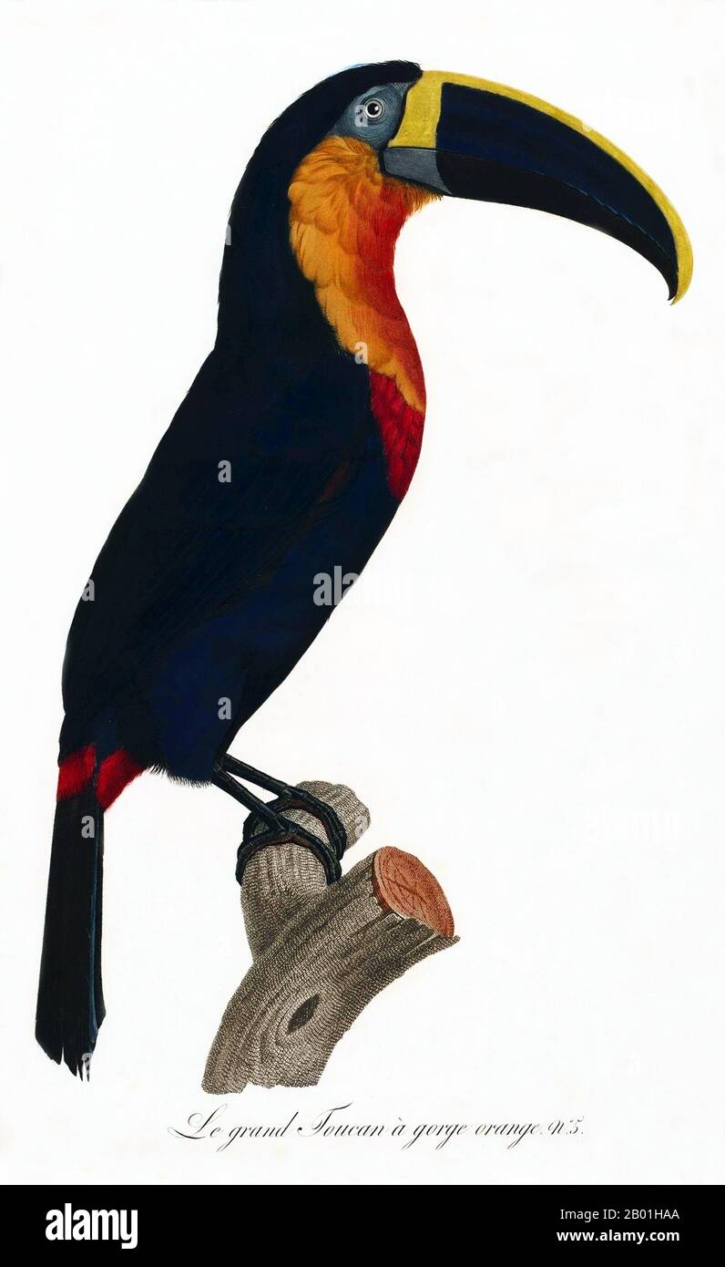 South & Central America: Citron-Throated Toucan. Painting from 'Natural History of Birds of Paradise and Rollers, Toucans and Barbus' by Jacques Barraband (1767-1809), 1806.  The citron-throated  toucan is a near-passerine bird from the toucan family, found in Colombia and Venezuela.  The toucan is a colourful, gregarious forest bird found from Mexico to Argentina, known for its enormous and colorful bill. In Central and South America, the Toucan is associated with evil spirits, and can be the incarnation of a demon. But the Toucan can also be a tribal totem. Stock Photo
