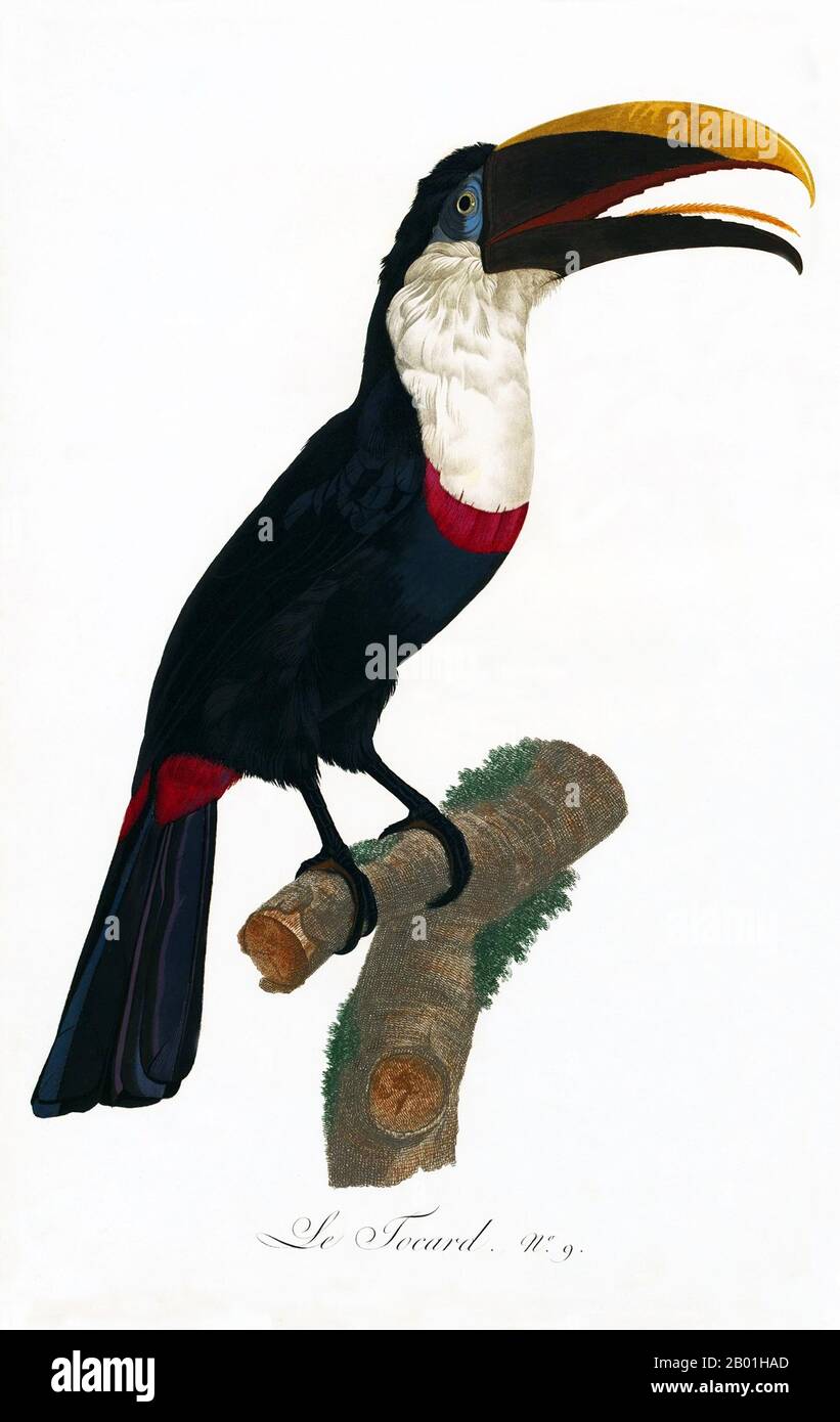 South & Central America: White-Throated Toucan. Painting from 'Natural History of Birds of Paradise and Rollers, Toucans and Barbus' by Jacques Barraband (1767-1809), 1806.  The white-throated toucan is a near-passerine bird from the toucan family, found throughout the Amazon Basin, as well as the Araguaia River and Tocantins drainage.  The toucan is a colourful, gregarious forest bird found from Mexico to Argentina, known for its enormous and colorful bill. In Central and South America, the Toucan is associated with evil spirits, and can be the incarnation of a demon. Stock Photo