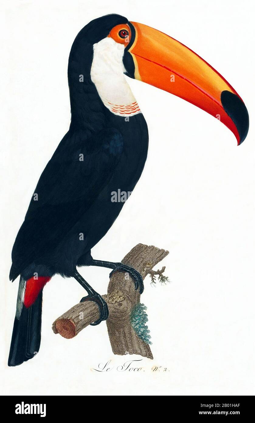 South & Central America: Toco Toucan. Painting from 'Natural History of Birds of Paradise and Rollers, Toucans and Barbus' by Jacques Barraband (1767-1809), 1806.  The toco toucan, also knwon as the common toucan or giant toucan, is a near-passerine bird from the toucan family, found throughout  central and eastern South America.  The toucan is a colourful, gregarious forest bird found from Mexico to Argentina, known for its enormous and colorful bill. In Central and South America, the Toucan is associated with evil spirits, and can be the incarnation of a demon. Stock Photo