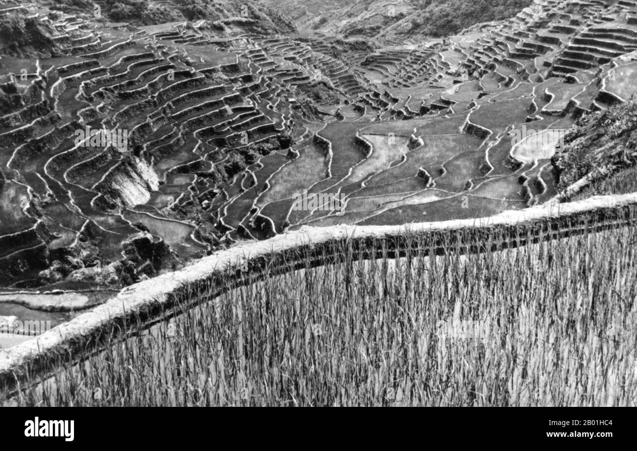 Philippines: Rice terraces of Ifugao, Cordillera Administrative Region, Central Luzon. Photo by Eduardo Masferré, Bertil Lintner Collection, c. 1950.  Ifugao is a landlocked province of the Philippines in the Cordillera Administrative Region in Luzon. Covering a total land area of 262,820 hectares, the province of Ifugao is located in a mountainous region characterised by rugged terrain, river valleys and massive forests. Its capital is Lagawe and borders Benguet to the west, Mountain Province to the north, Isabela to the east and Nueva Vizcaya to the south. Stock Photo