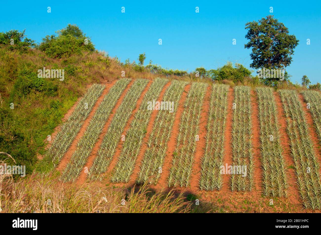 Thailand: Aloe vera growing on a hillside near Na Haeo, Loei Province.  Loei Province is located in Thailand's upper North-East. Neighboring provinces are (from east clockwise) Nong Khai, Udon Thani, Nongbua Lamphu, Khon Kaen, Phetchabun, Phitsanulok. In the north it borders Xaignabouli and Vientiane Provinces of Laos.  The province is covered with low mountains, while the capital Loei is located in a fertile basin. The Loei River, which flows through the province, is a tributary of the Mekong which, together with the smaller Hueang River, forms the northern boundary of the province with Laos. Stock Photo