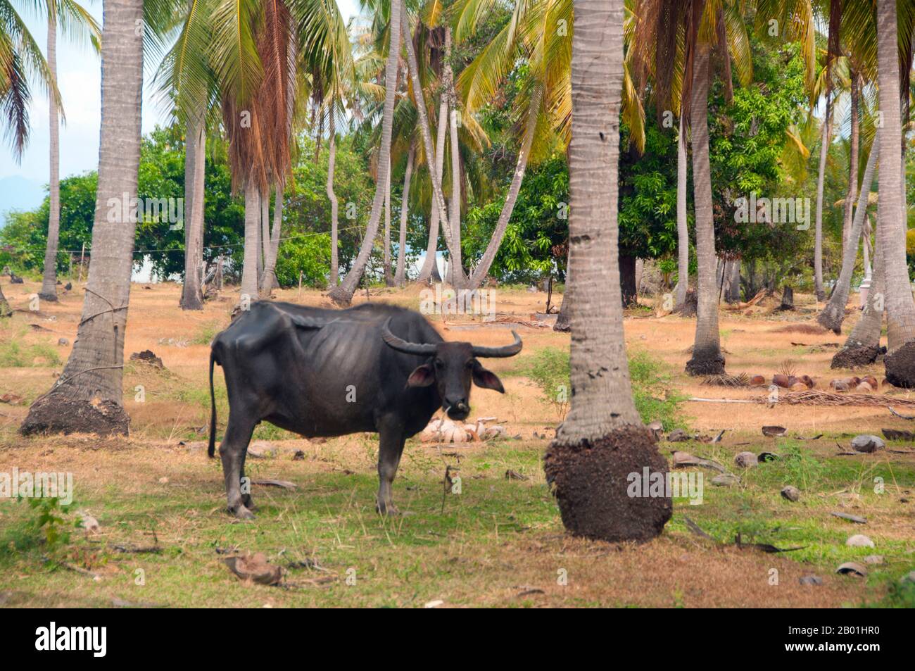 Thailand: Buffalo in coconut palm grove, Ko Sukorn, Trang Province.  Ko Sukorn is home to around 2,500 Thai Muslims, mainly fishing families, but also farmers growing coconuts, rice and rubber in the island’s fertile interior.  Trang province was dependent on tin mining until the first rubber seedlings were brought into Thailand around 1901 – part of a long journey from South America via the neighbouring Malay States.  Rubber, palm oil and fishing are the mainstays of the province's economy. Tourism is making an increasing impact as Trang’s Andaman Coast and islands are developed. Stock Photo
