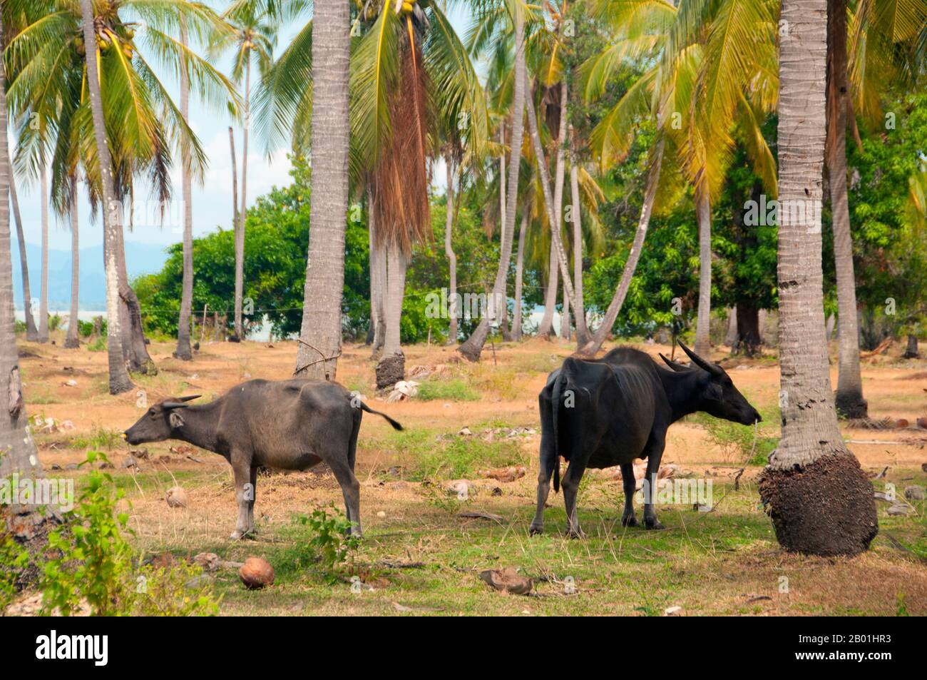 Thailand: Buffaloes in coconut palm grove, Ko Sukorn, Trang Province.  Ko Sukorn is home to around 2,500 Thai Muslims, mainly fishing families, but also farmers growing coconuts, rice and rubber in the island’s fertile interior.  Trang province was dependent on tin mining until the first rubber seedlings were brought into Thailand around 1901 – part of a long journey from South America via the neighbouring Malay States.  Rubber, palm oil and fishing are the mainstays of the province's economy. Tourism is making an increasing impact as Trang’s Andaman Coast and islands are developed. Stock Photo