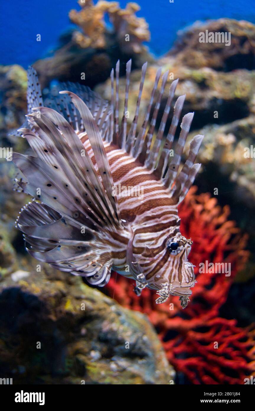Thailand: Lionfish (Pterois) found in the waters of the Andaman Sea.  Ko Tarutao Marine National Park consists of 51 islands in two main groups scattered across the Andaman Sea in southernmost Thailand. Just seven of the islands are of any size, including Ko Tarutao in the east, and Ko Adang-Ko Rawi to the west. Just 5 miles (8km) to the south lies the marine frontier with Malaysia’s celebrated Langkawi Archipelago.  Tarutao is world-famous for its pristine diving sites, rich marine life and outstanding natural beauty, covering a broad area of 575 sq miles (1490 sq km) Stock Photo