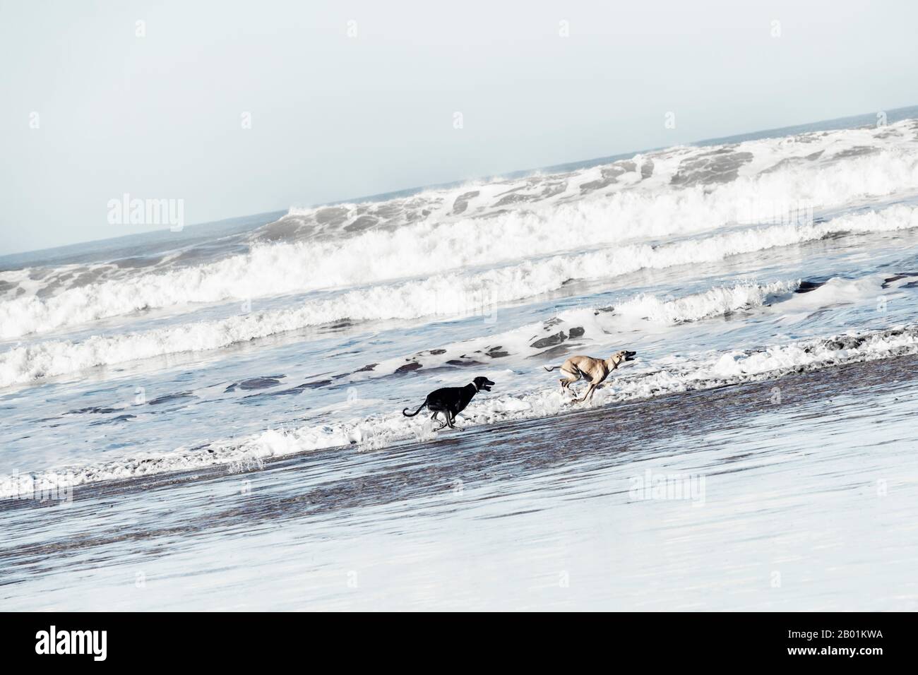Two Sloughi dogs (Arabian greyhound) run at the beach at the Atlantic ocean in Essaouira, Morocco. High key image with muted colors. Stock Photo