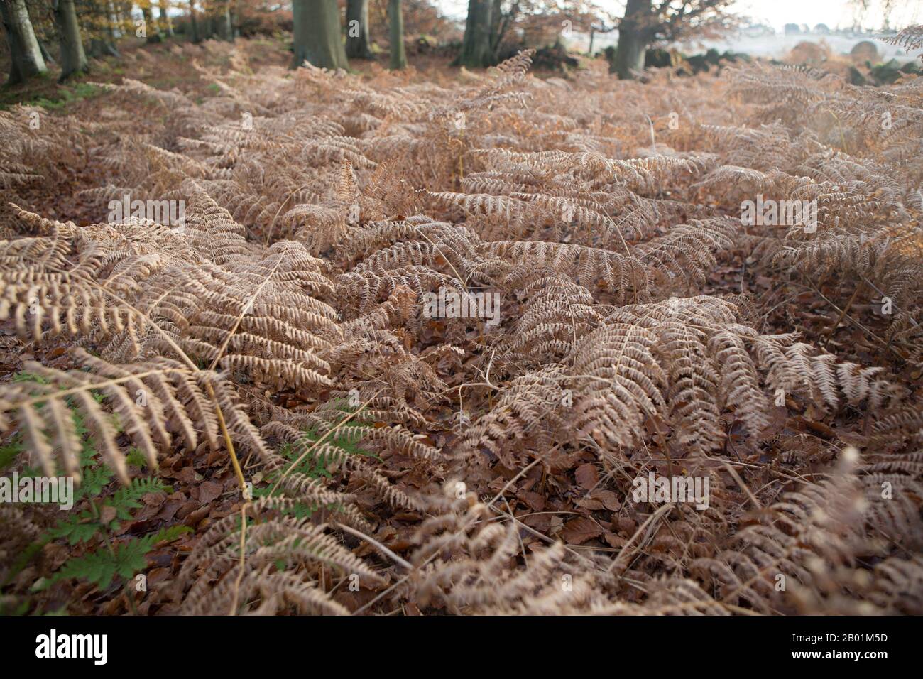 Bracken fern hires stock photography and images Alamy