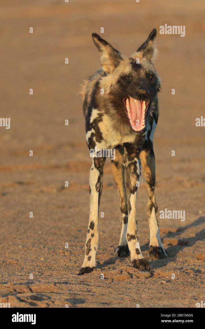 Painted Wild Dogs at play around the waterhole. Stock Photo