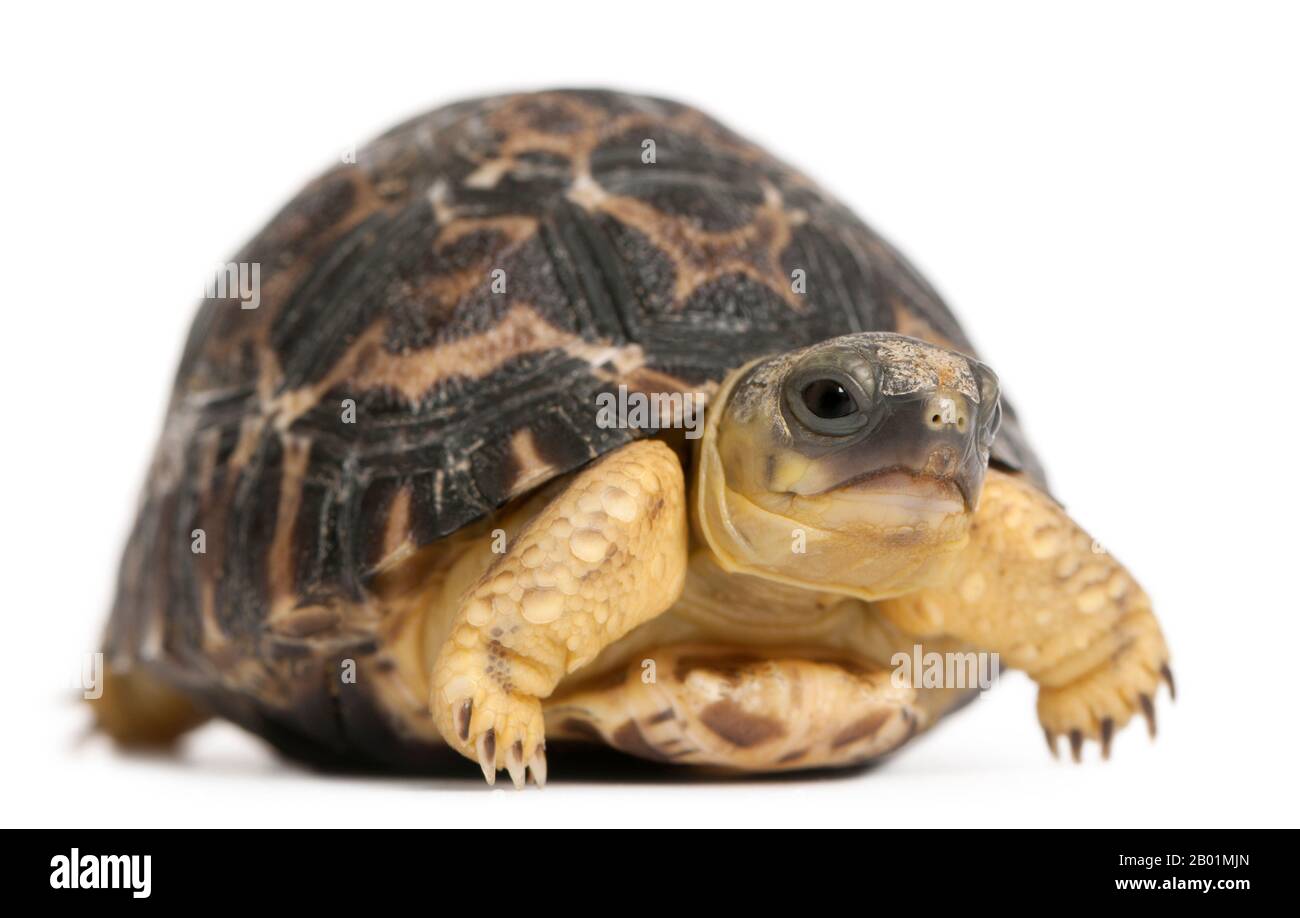 Radiated tortoise, Astrochelys radiata, 3 weeks old, in front of white ...