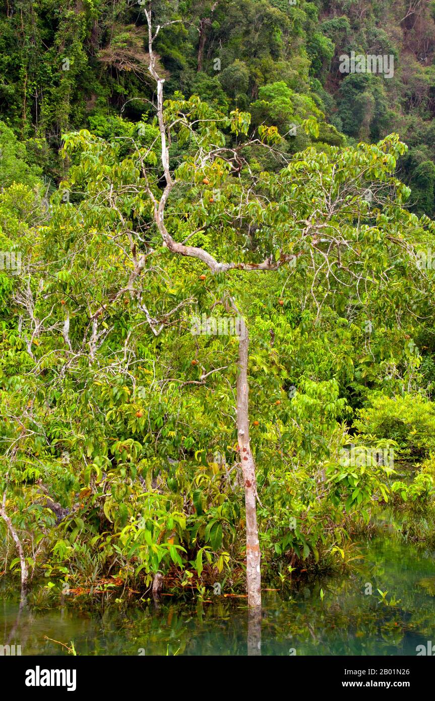 Thailand Mangroves in the Tha Pom swamp and forest, Krabi Coast. Tha